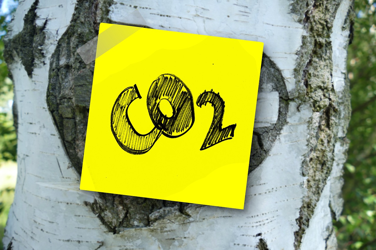 co2, carbon dioxide, carbon, oxygen, tree, nature, bark, birch, memo, note